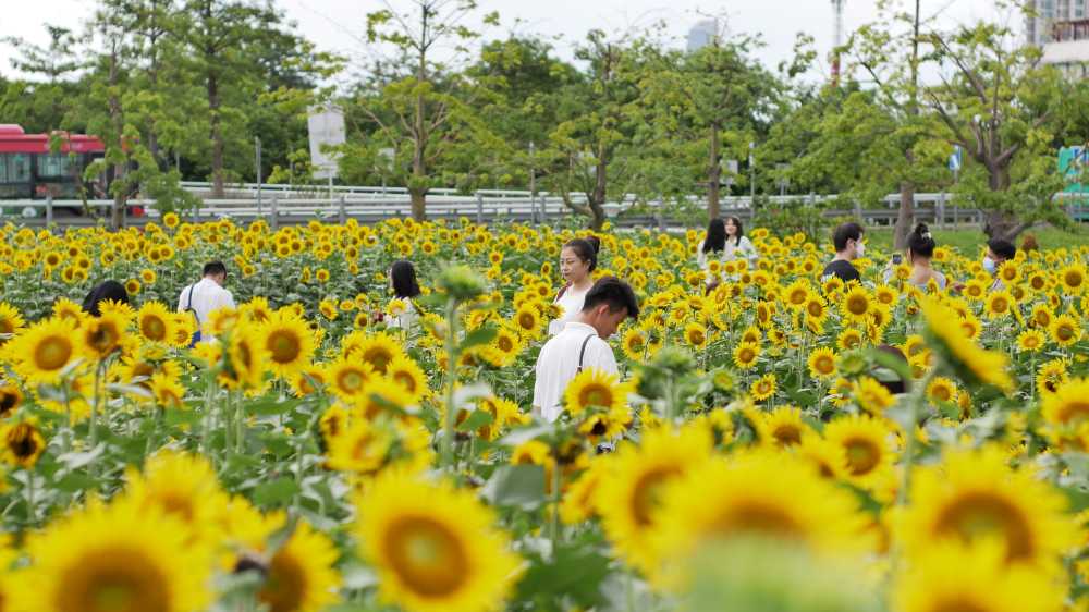 向日葵鲜花宏城公园