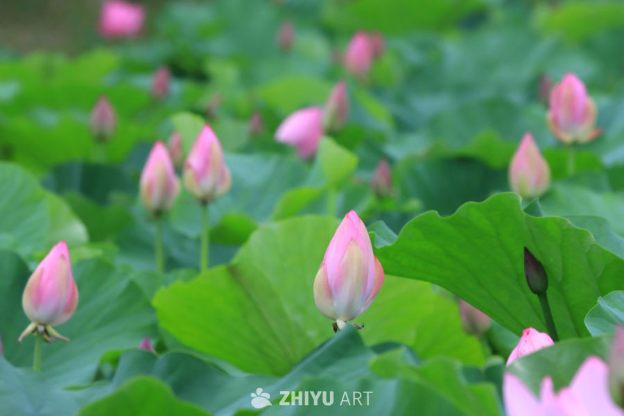 荷花 72