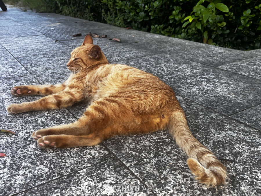 阳光下的慵懒猫