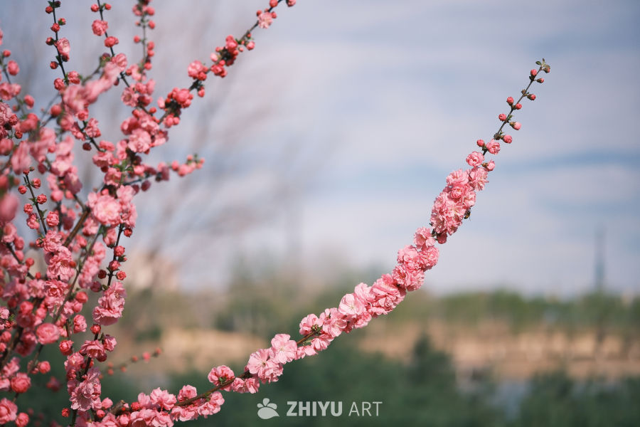 春天 24