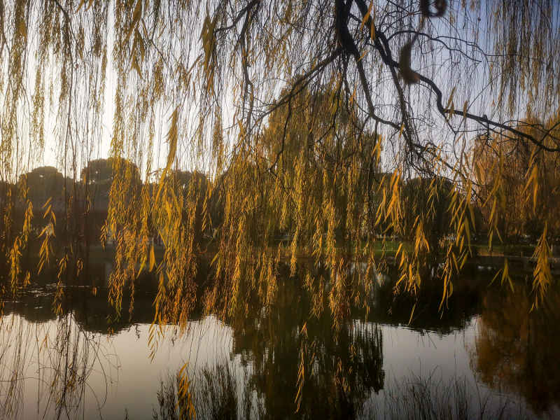植物垂柳柳树摄影图 