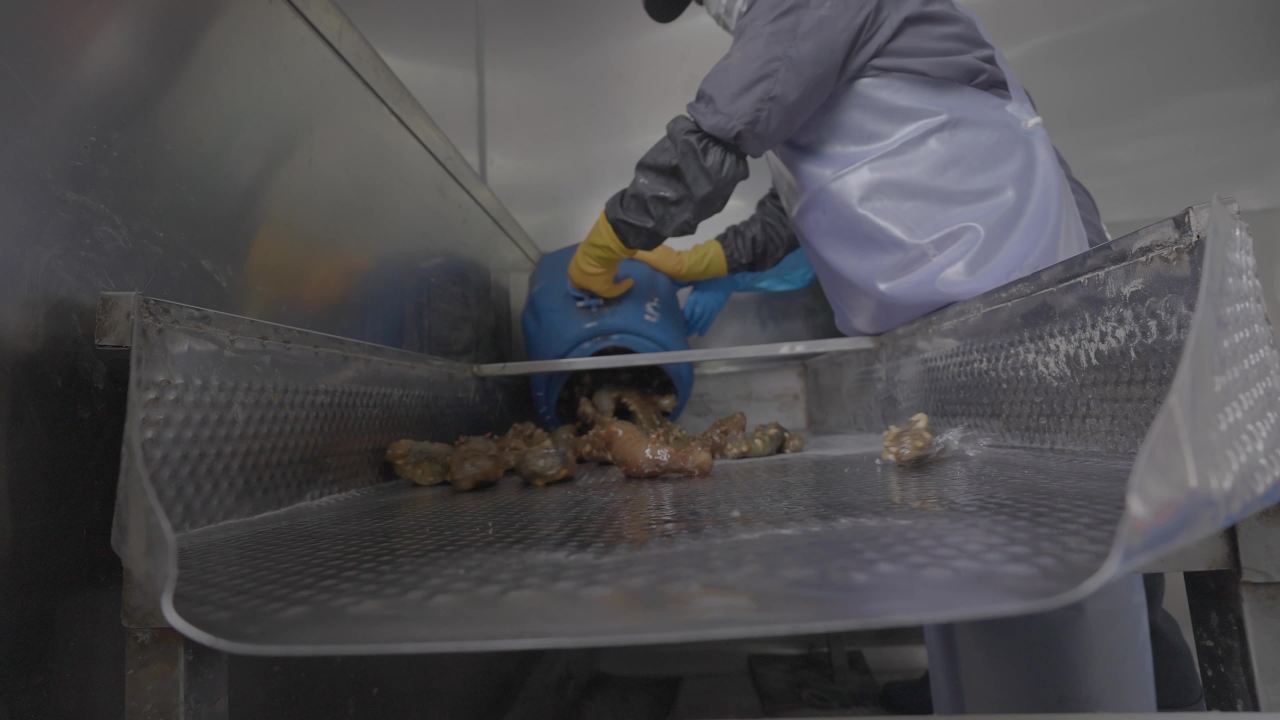 海参加工流水线作业