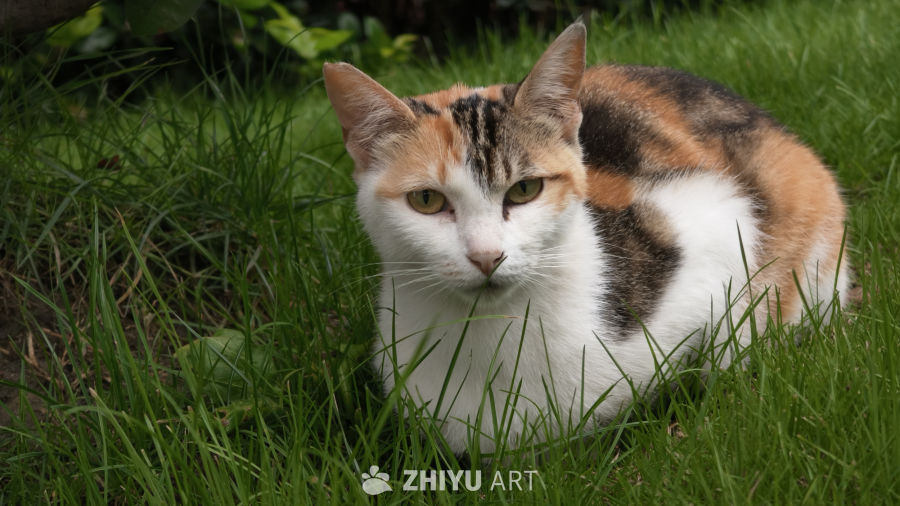 草丛中的小猫