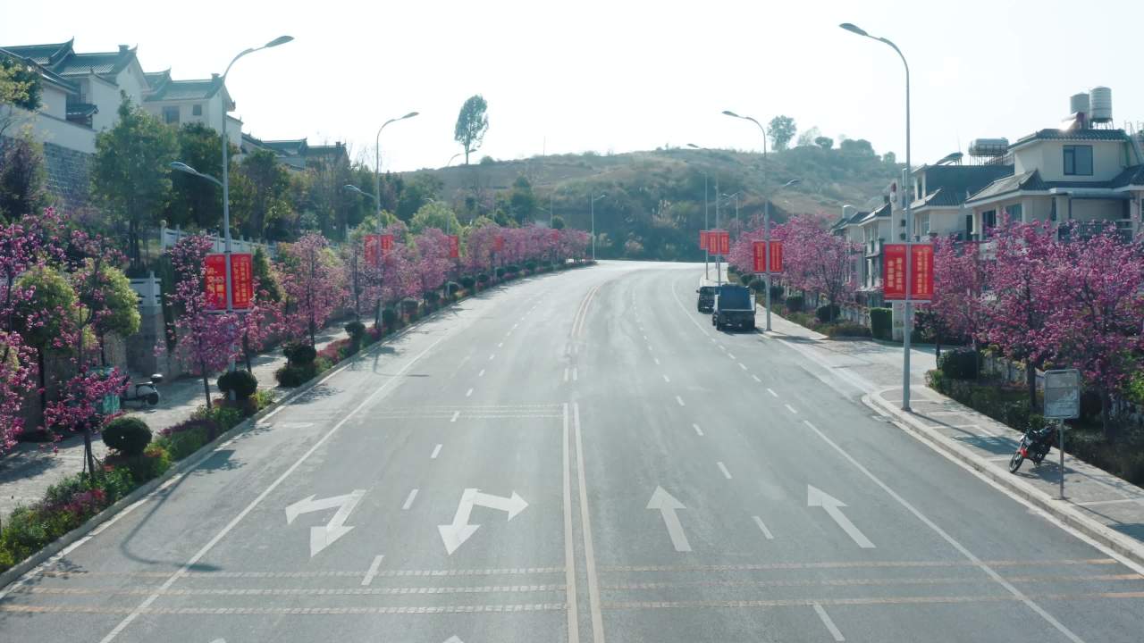 樱花盛开的公路