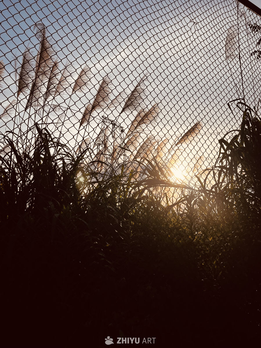 夕阳透过铁网的芦苇
