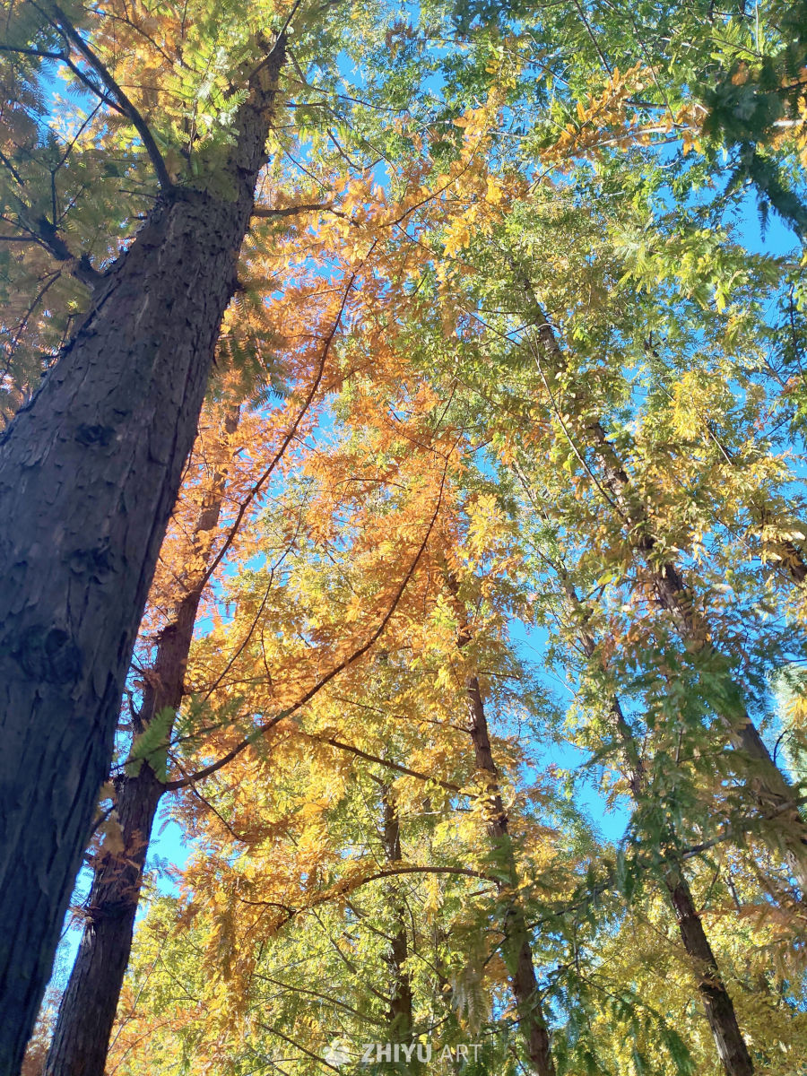 北京秋日森林仰拍景观