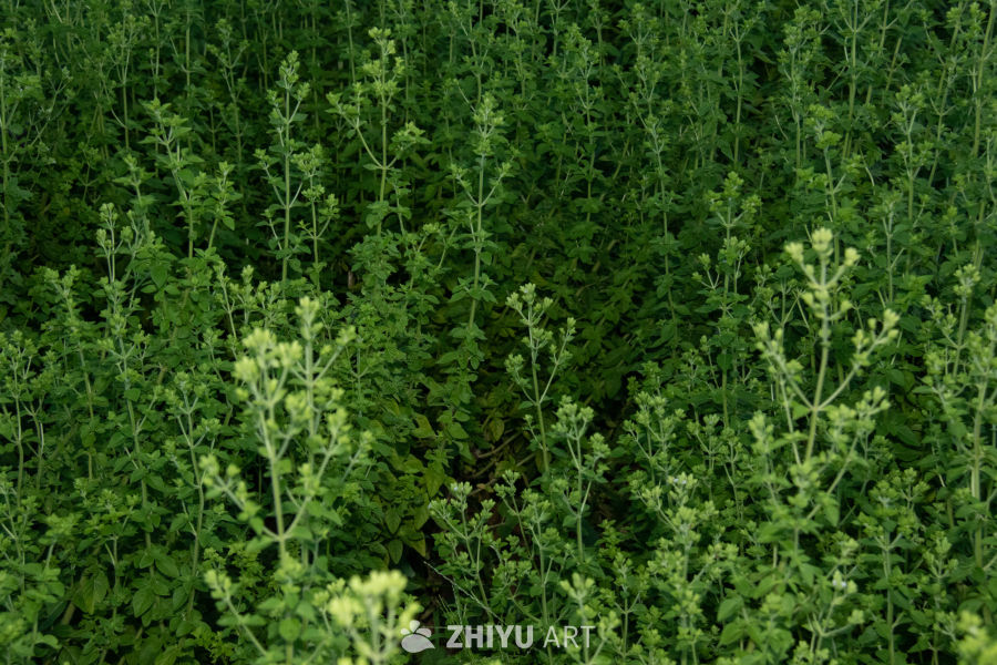 中药材与药材花 45