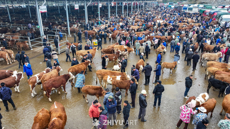 航拍贵州畜牧交易市场 牛市交易 18