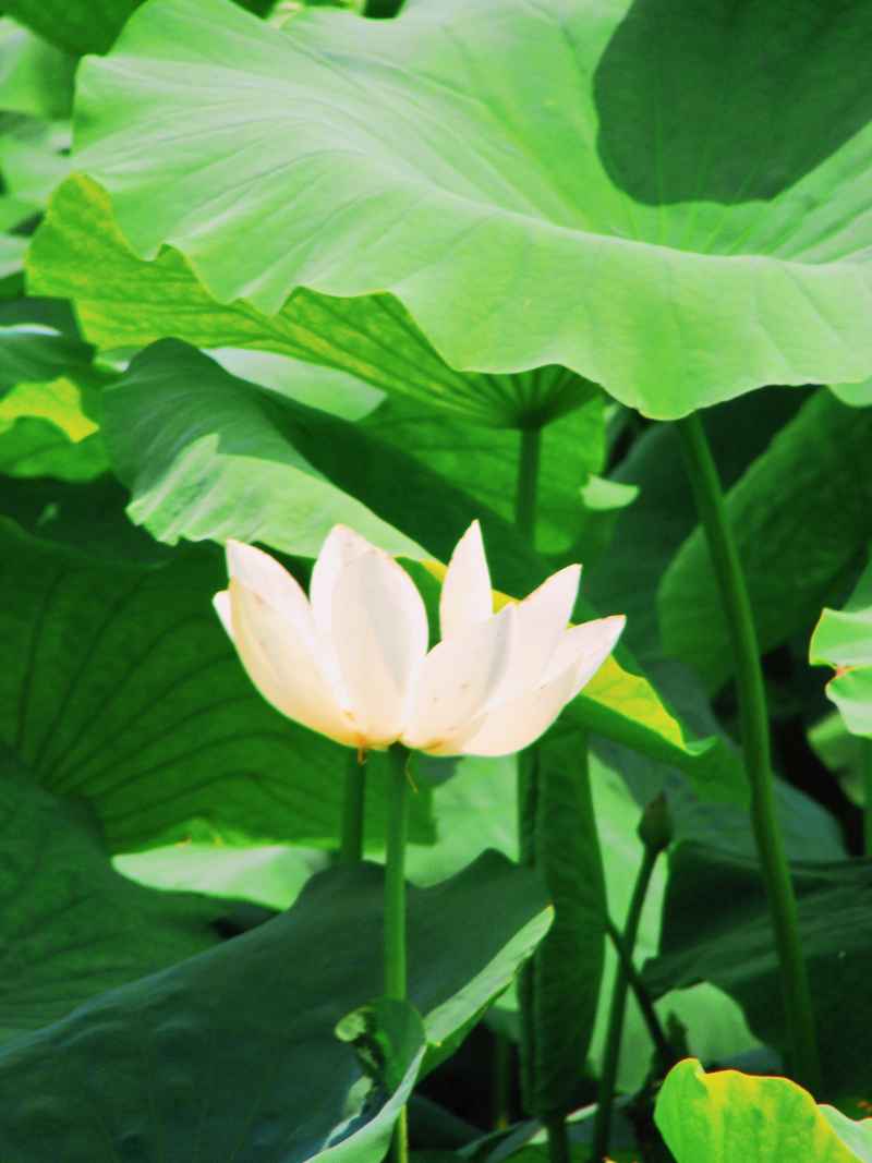“水中君子”——荷花 14