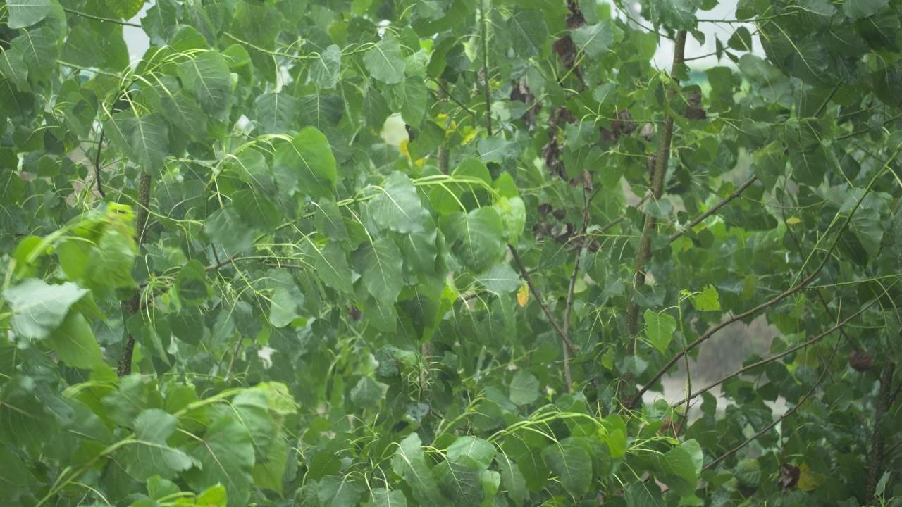 阴天下雨水滴雨滴天气 16