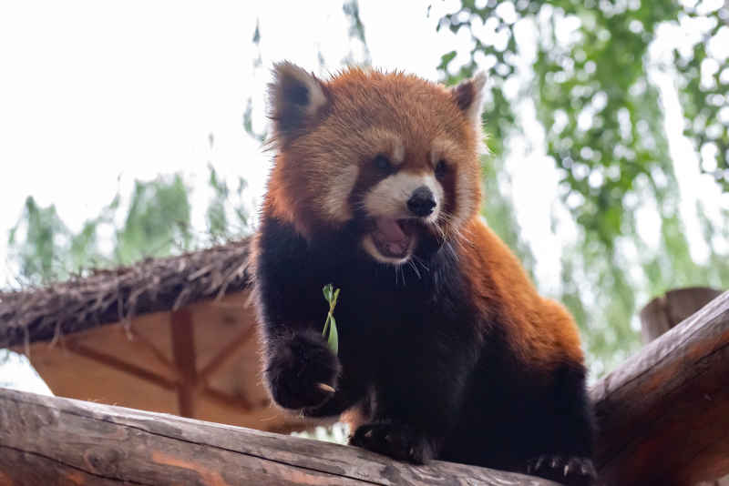 小熊猫