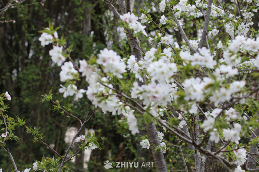 春风里的樱花盛开