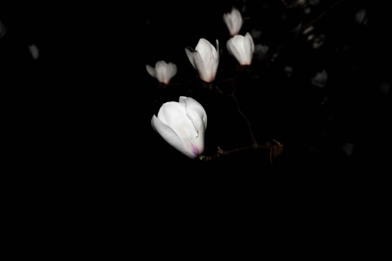 夜玉兰 1