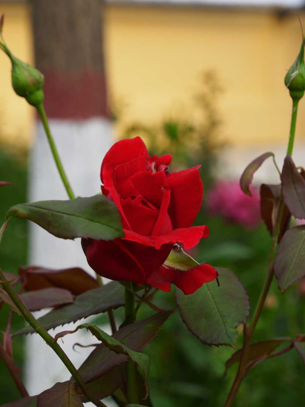 玫瑰花