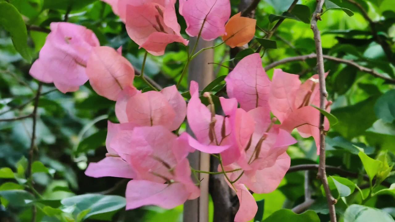 夏日里随风飘扬的红色叶子花