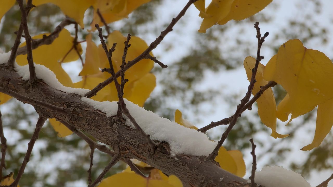 雪中黄叶