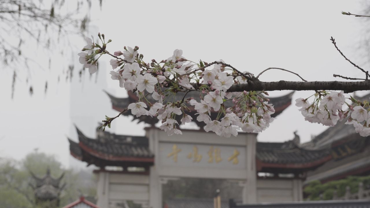 南京樱花拍摄