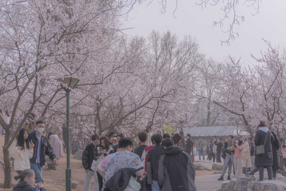 樱花绽放