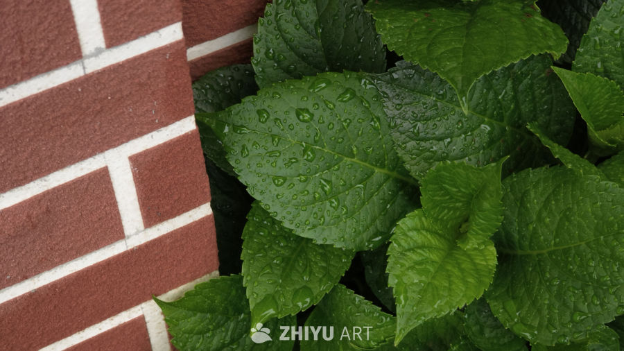 雨后宁静的绿叶