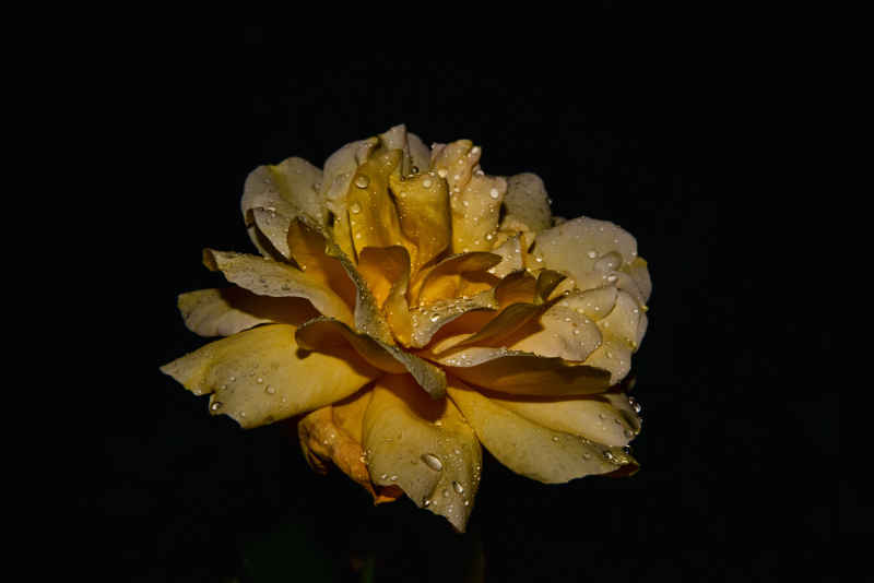 雨中逢花