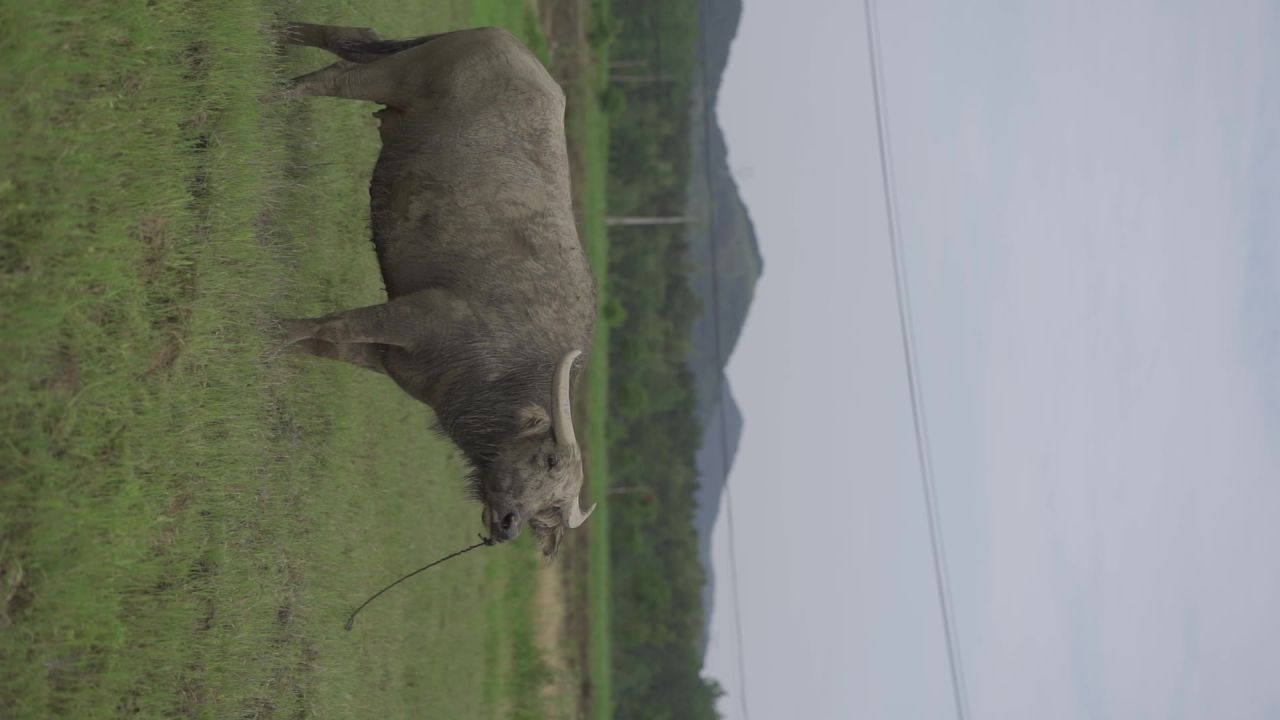 田间老牛