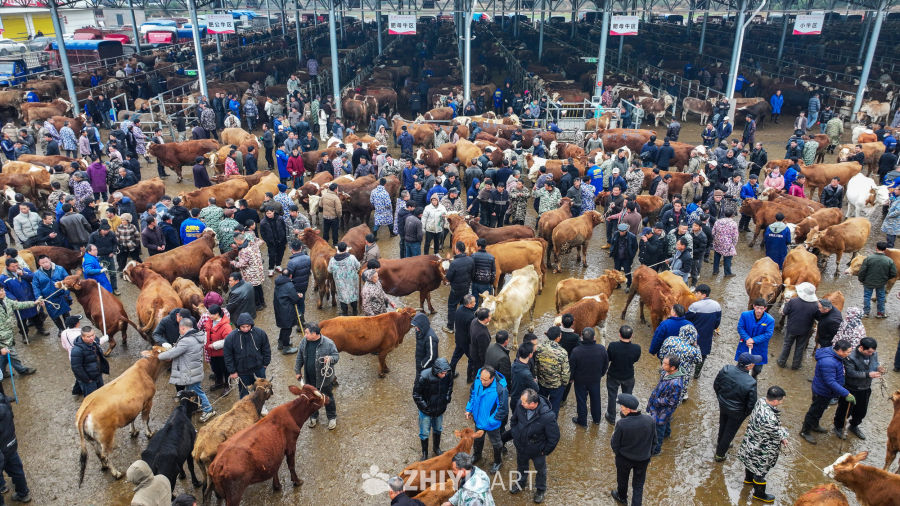 航拍贵州畜牧交易市场 牛市交易 12