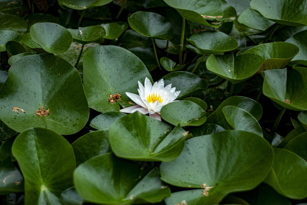 浊