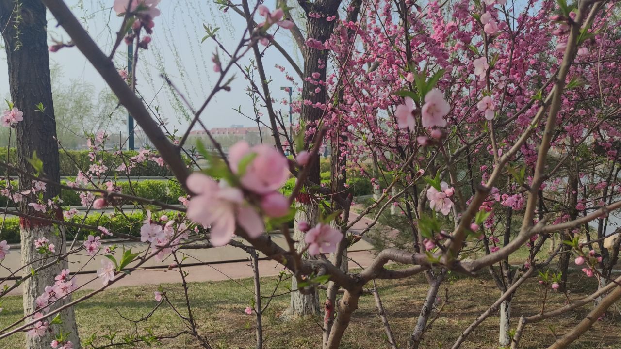 春天来了 36