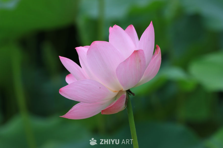 荷花 20