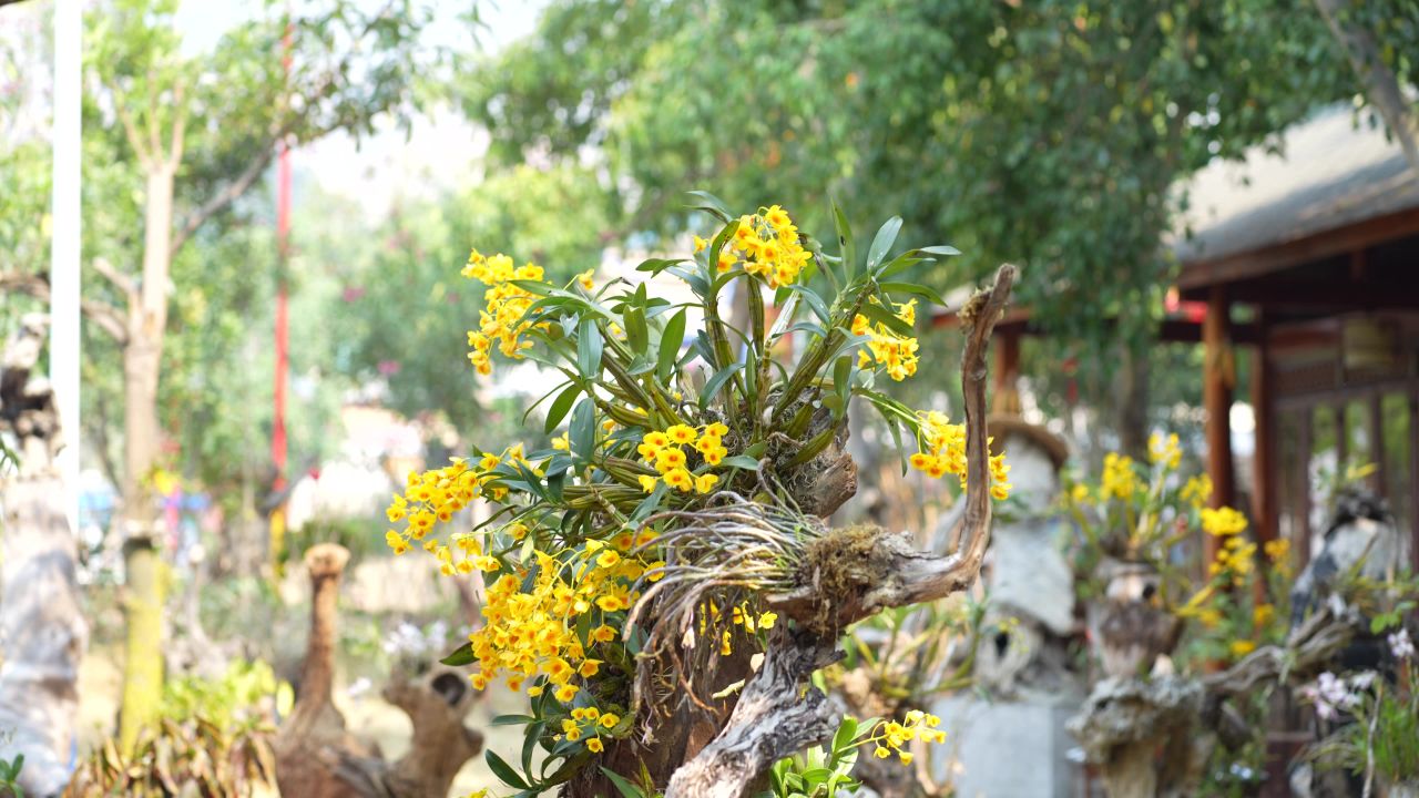 花 22