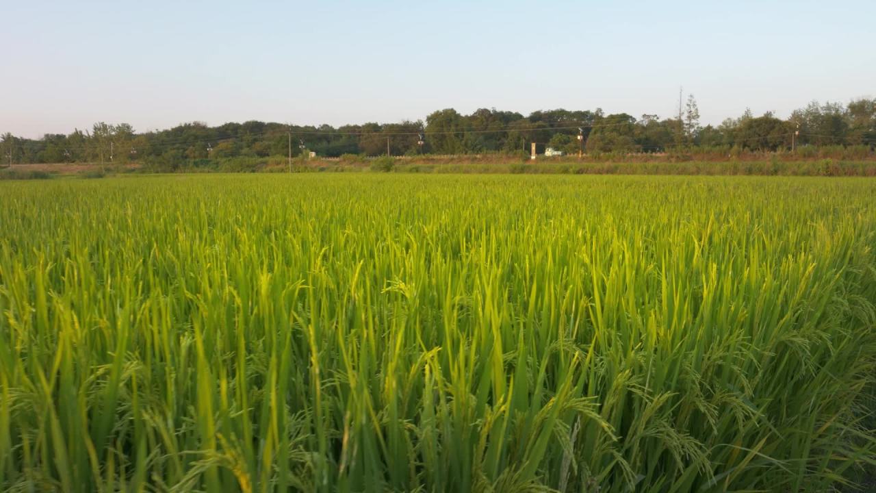 水稻五常大米田野粮食庄稼丰收 49