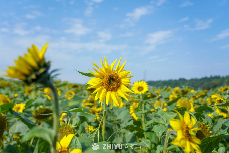中江挂面村向日葵花海 8