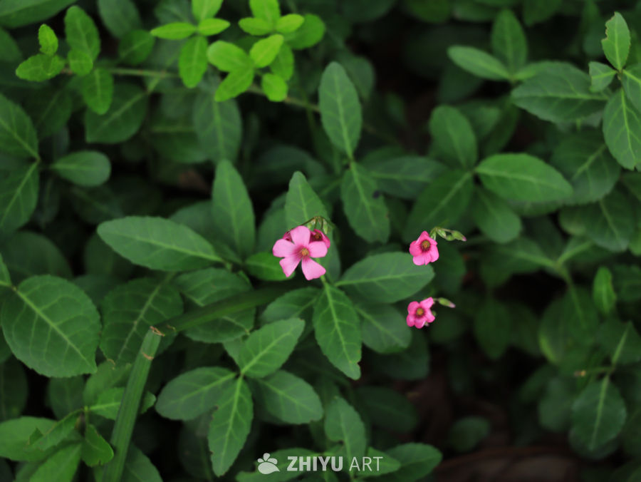 夏日里盛开的粉色小花