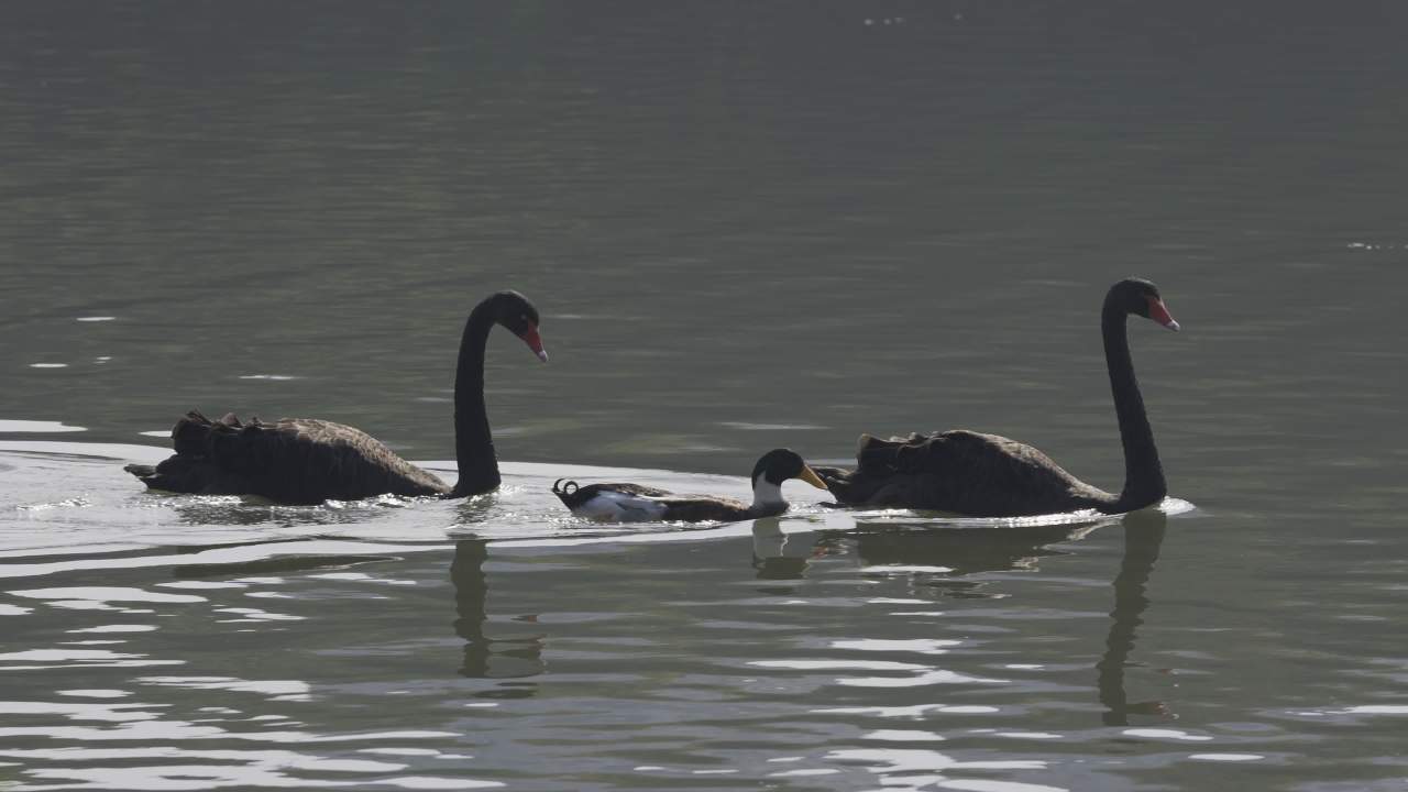 杨府山公园观鸟 37