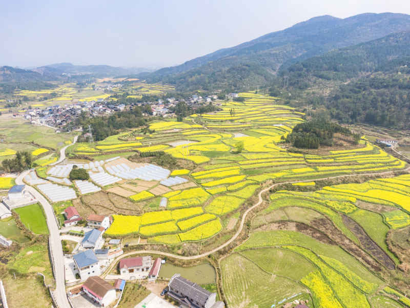 美丽乡村金黄油菜花盛开航拍摄影图 