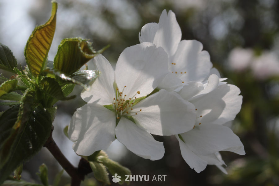 春日樱花绽放