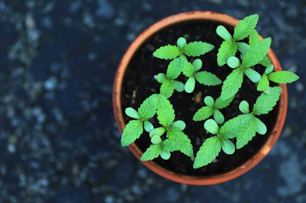 大麻锅叶植物