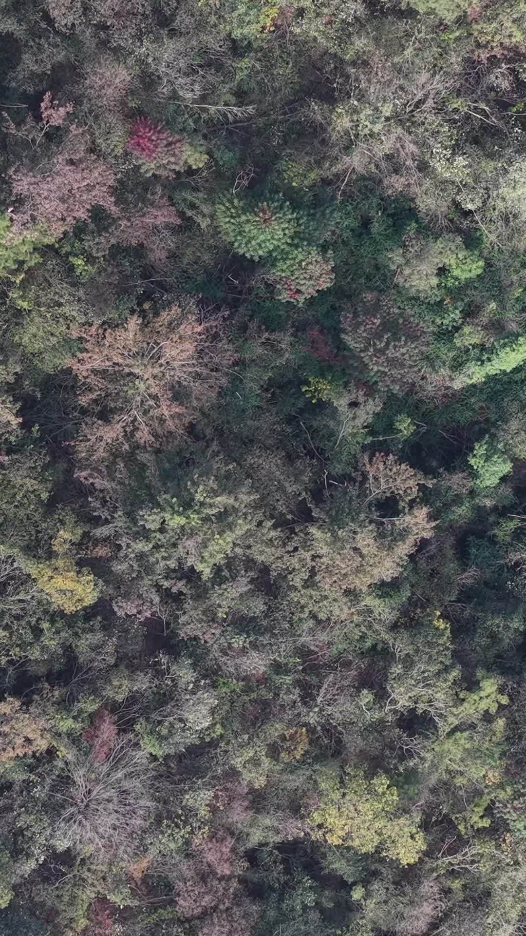 竖版航拍秋天森岭枯黄植物树枝树叶 (8)