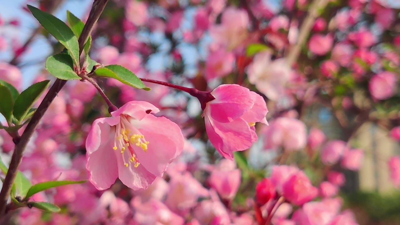 一枝粉色海棠花