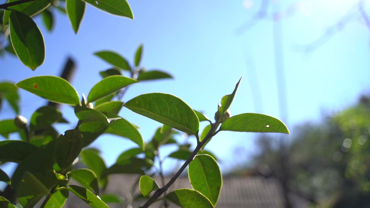 古茶树