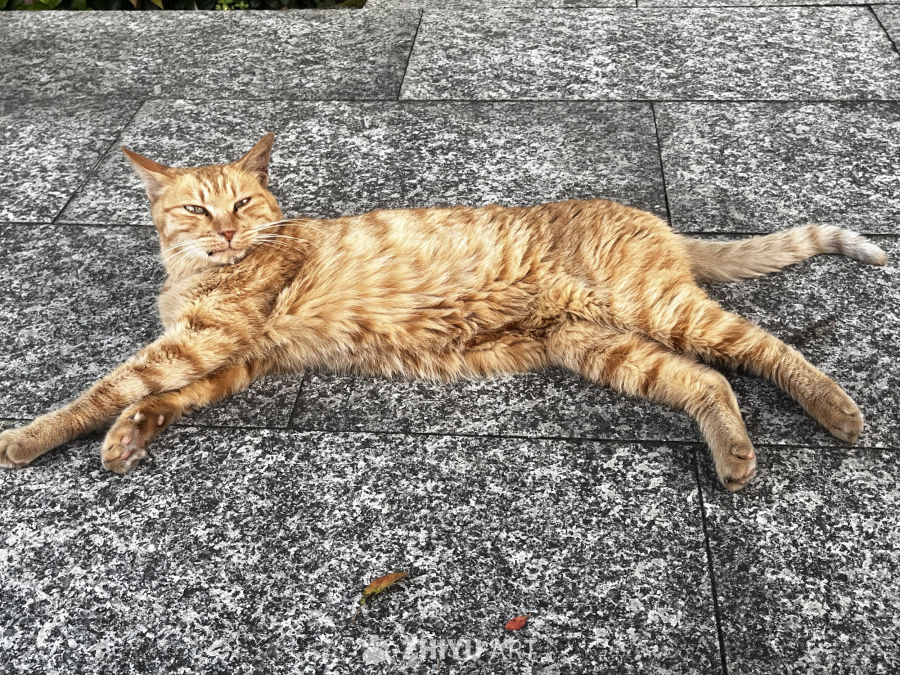 阳光下的伸展猫