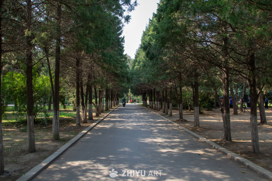 夏日公园林荫道