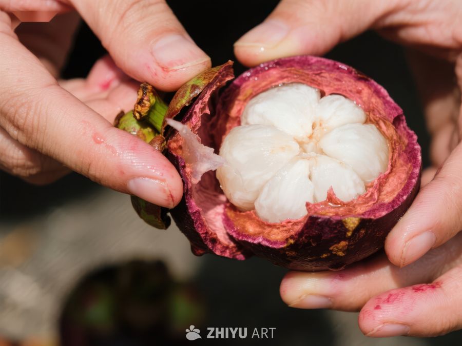双手剥开新鲜紫红色的山竹果 503
