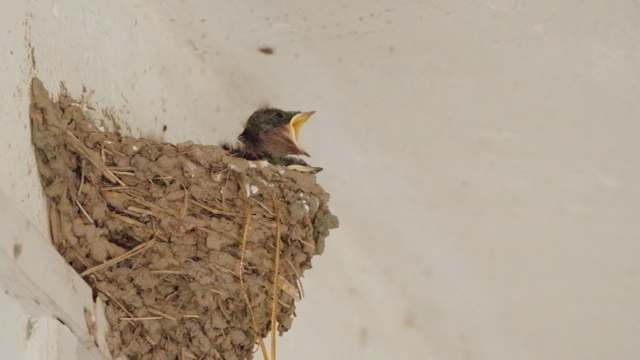 屋顶燕窝小燕子家燕雏鸟 5