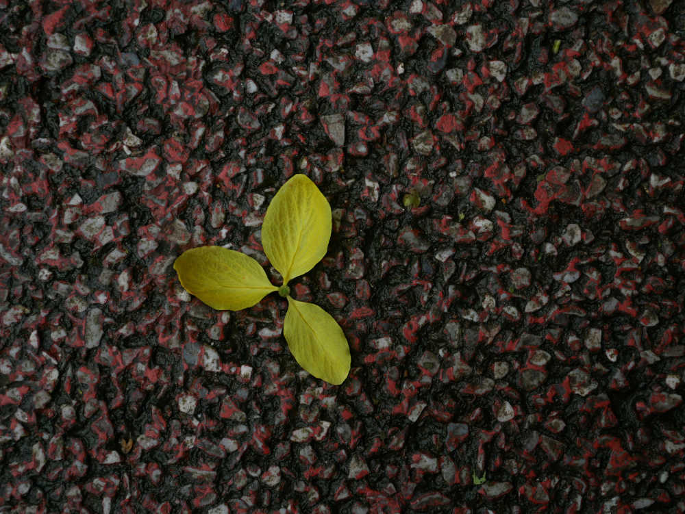 腊肠树落花