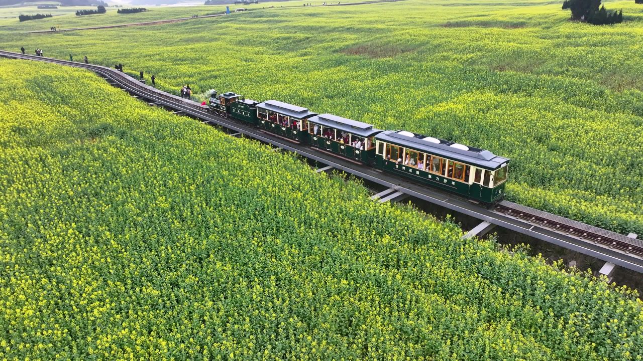 4k航拍油菜花田小火车观光之旅