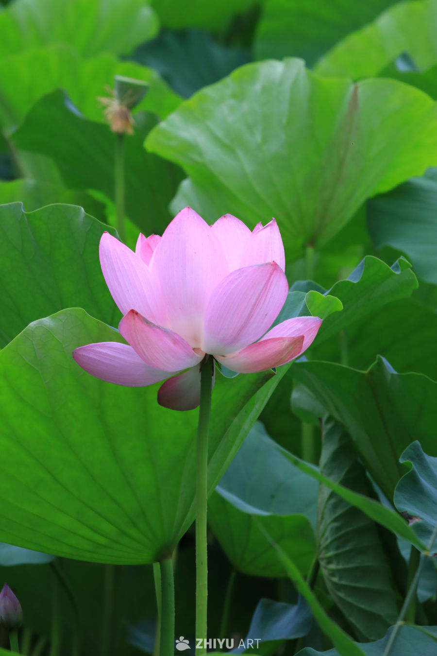 荷花 112