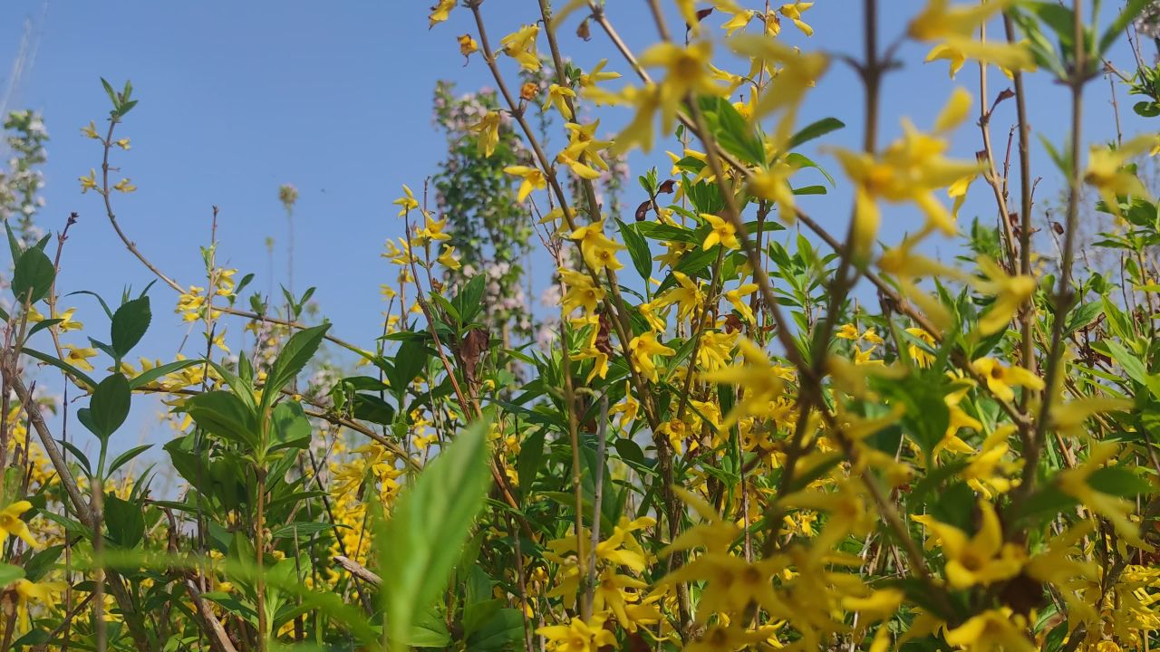 春天 花已开 41