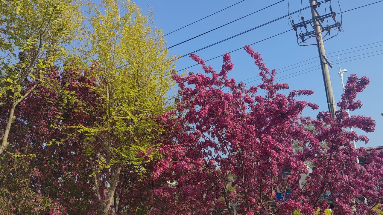 春天 花已开 23