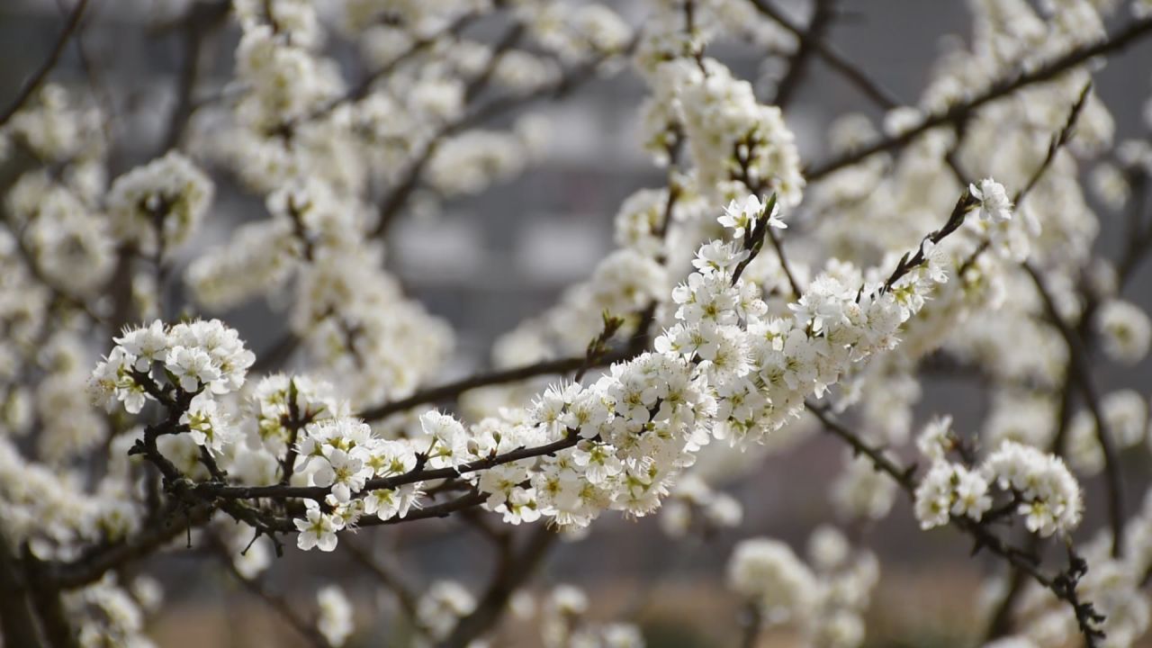 花草植物